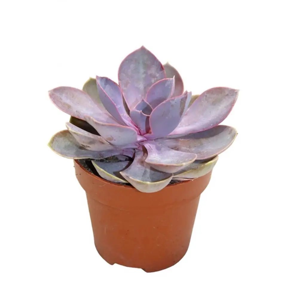 Ечеверия D8,5 H10 - Echeveria Metallica Pearl