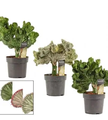 Еуфорбия D14 H35 - Euphorbia Lactea