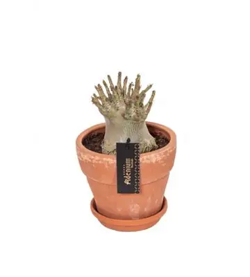 НАЧАЛО 8 Адениум в керамична саксия D20 H30 - Adenium Baobab
