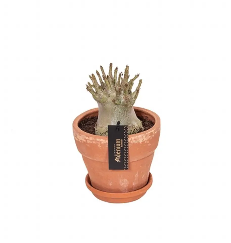 Адениум в керамична саксия D20 H30 - Adenium Baobab