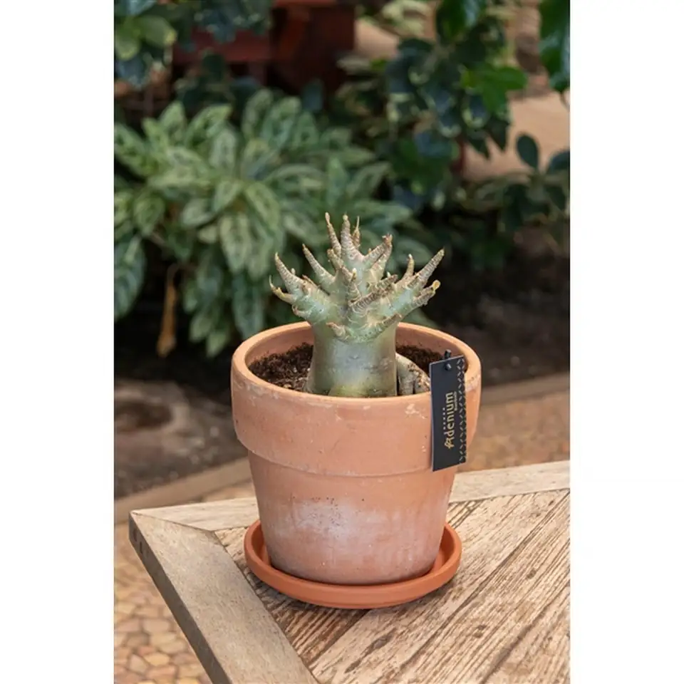 Адениум в керамична саксия D20 H30 - Adenium Baobab - Image 2