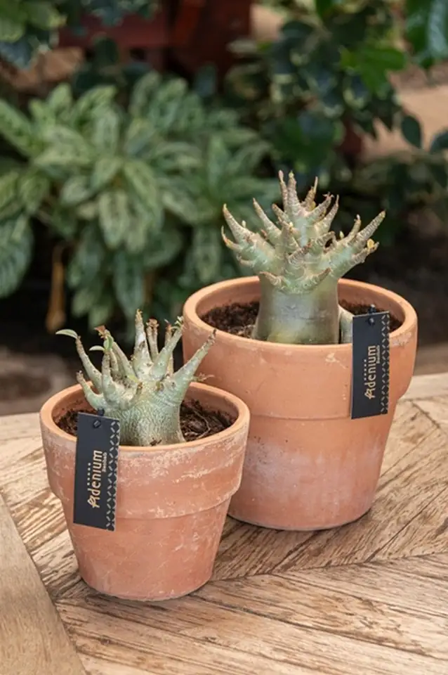 Адениум в керамична саксия D20 H30 - Adenium Baobab - Image 3