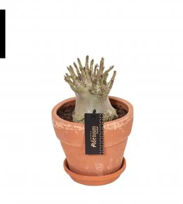 Адениум в керамична саксия D17 H25 - Adenium  Baobab