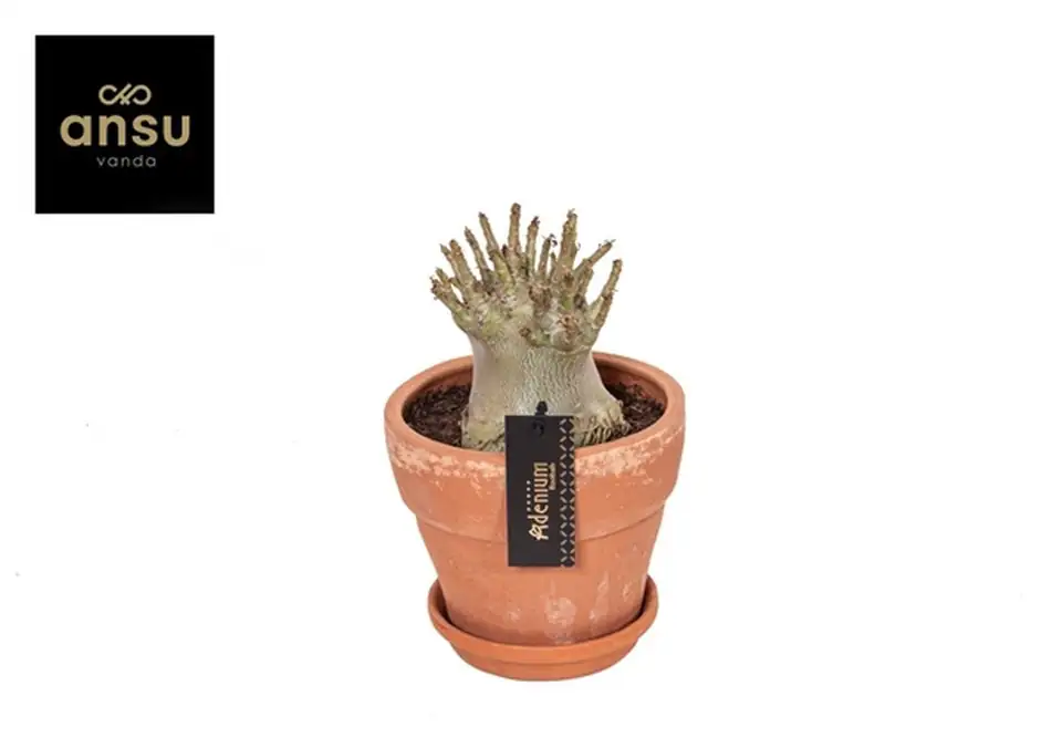 Адениум в керамична саксия D17 H25 - Adenium  Baobab