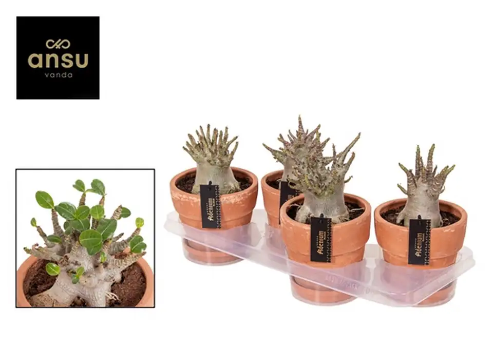 Адениум в керамична саксия D17 H25 - Adenium  Baobab - Image 2