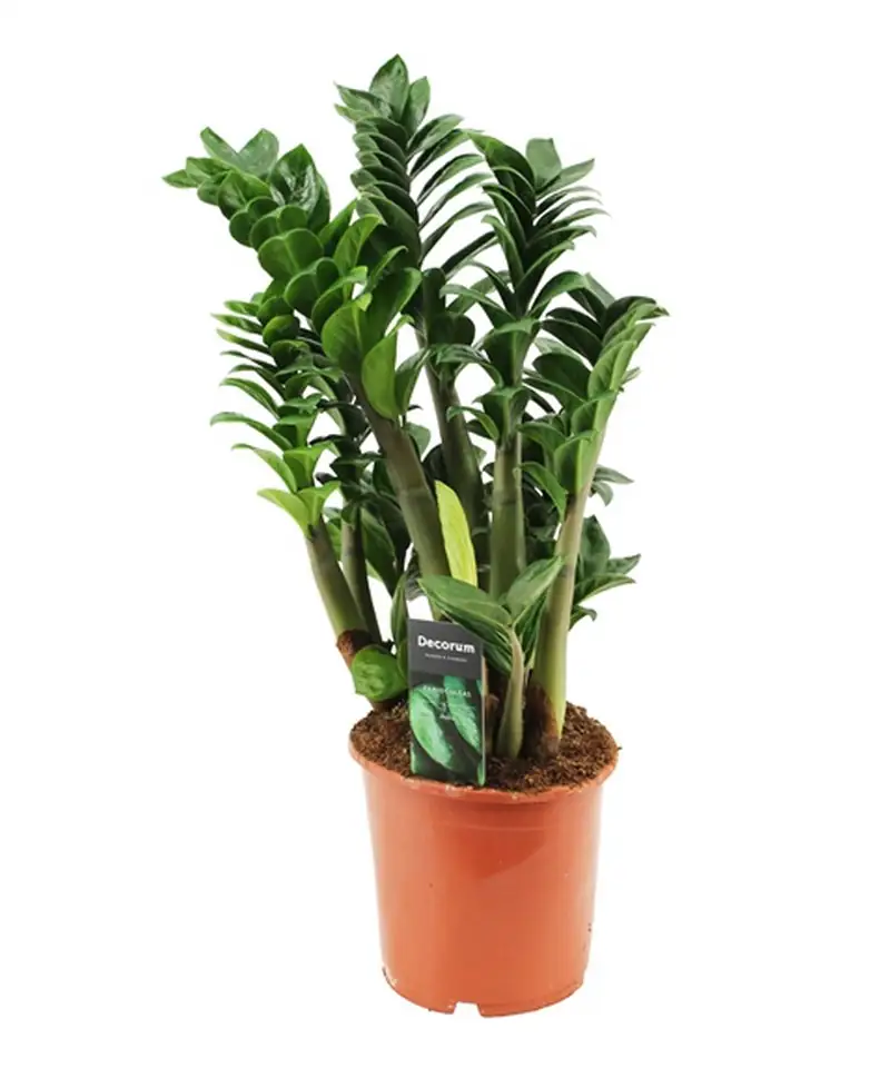 Замиокулкас D17 H50 - Zamioculcas Zenzi - Image 2
