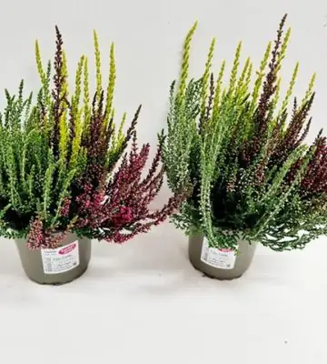 Калуна D11 H21 - Calluna Garden Girls Trio