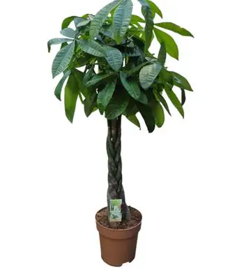 Пахира D27 H160 - Pachira Aquatica