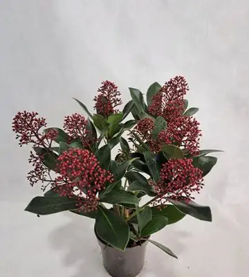 Скимиа D10.5 H30 - Skimmia jap Rubella 7fl