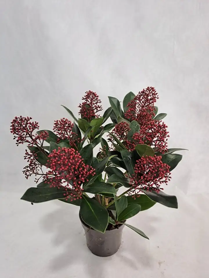 Скимиа D10.5 H30 - Skimmia jap Rubella 7fl