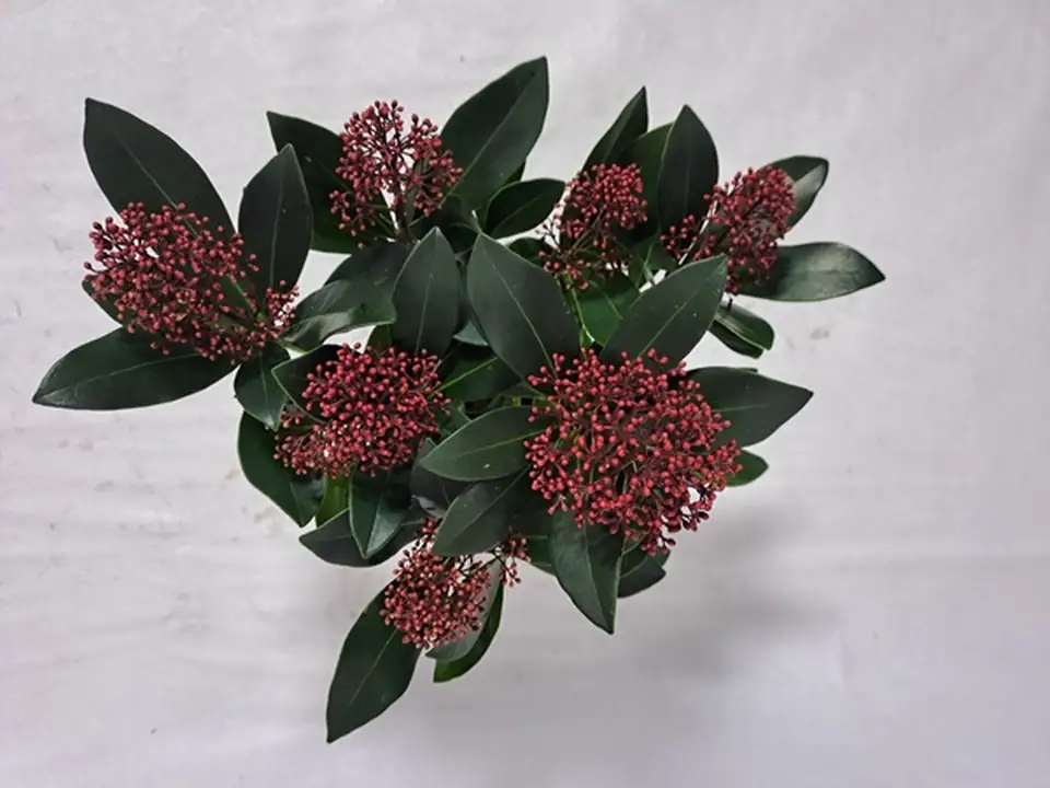 Скимиа D10.5 H30 - Skimmia jap Rubella 7fl - Image 2