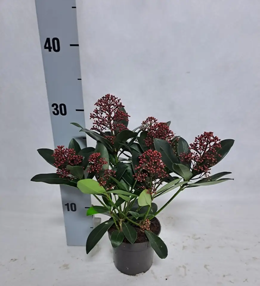 Скимиа D10.5 H30 - Skimmia jap Rubella 7fl - Image 3