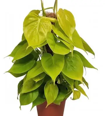 Филoдендрон D15 H50 - Philodendron Neon