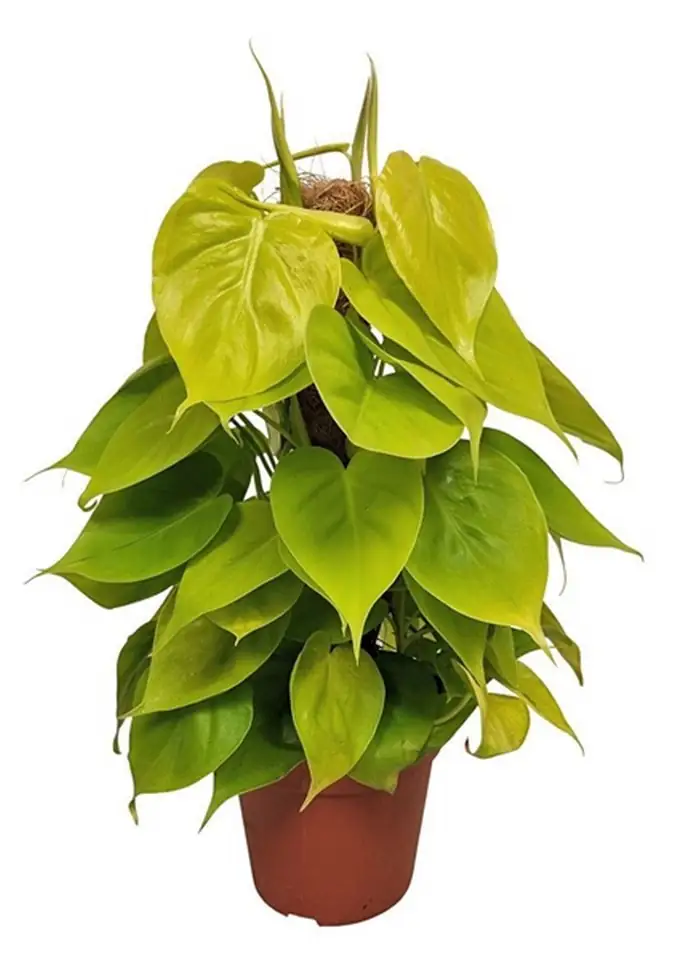 Филoдендрон D15 H50 - Philodendron Neon
