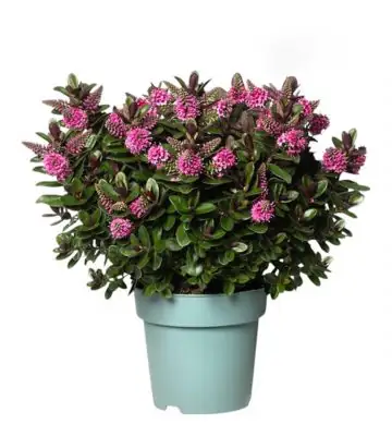 Хебе D15 H35 - Hebe Vinoa Pink
