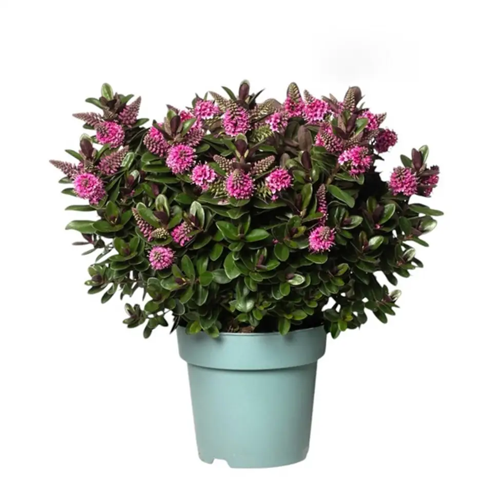Хебе D15 H35 - Hebe Vinoa Pink