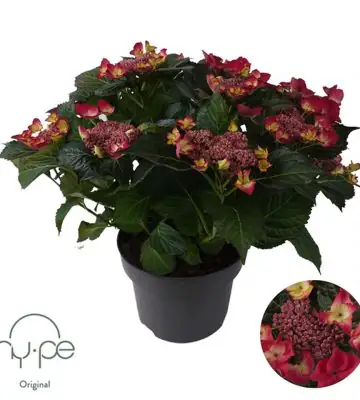 Хортензия D23 H45 - Hydrangea Lacecap Red