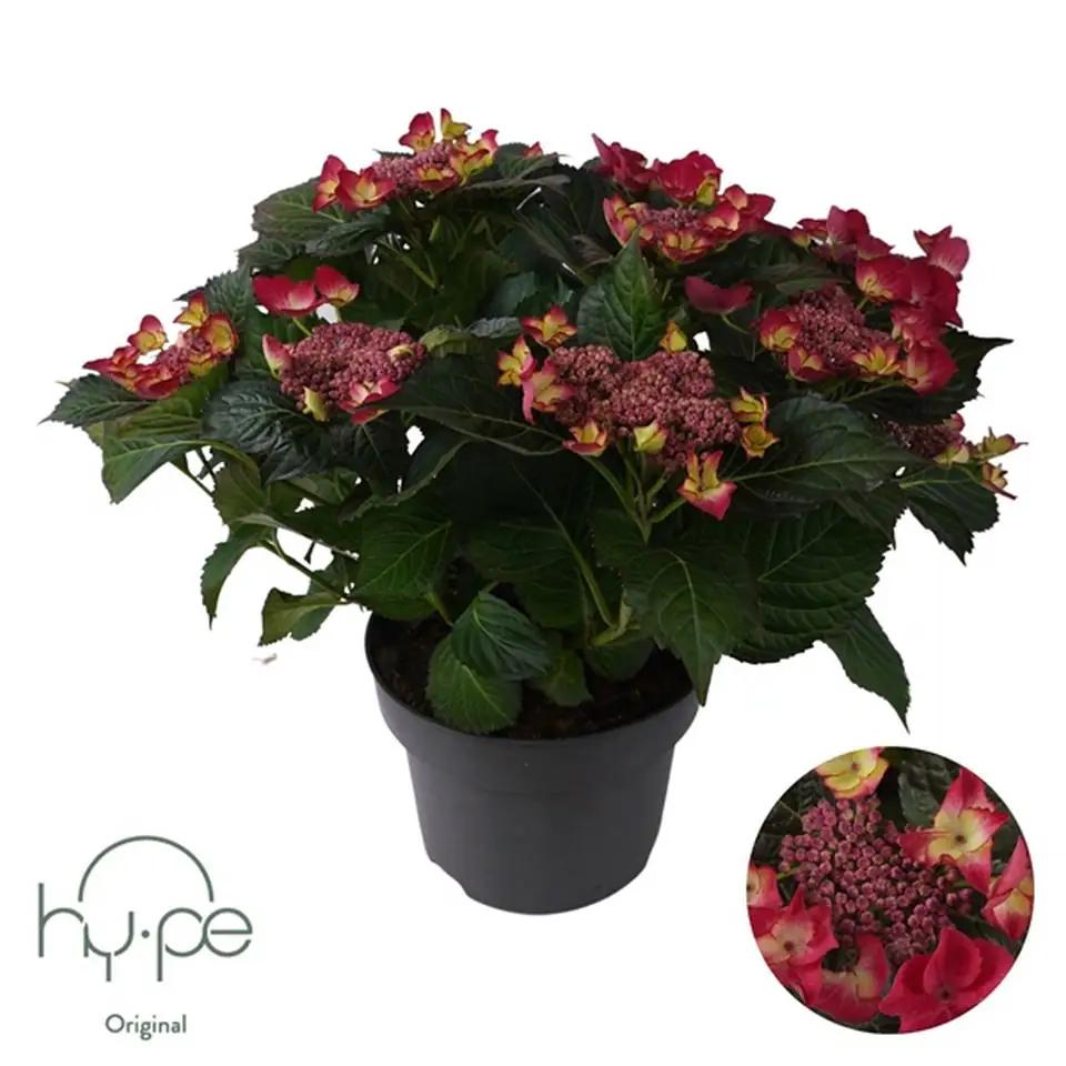 Хортензия D23 H45 - Hydrangea Lacecap Red