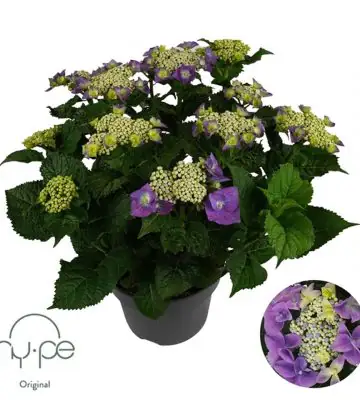 Хортензия D23 H45 - Hydrangea Lacecap Blue