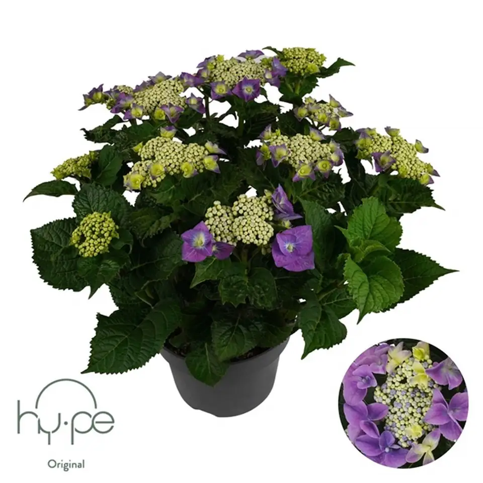 Хортензия D23 H45 - Hydrangea Lacecap Blue