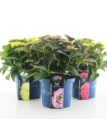 Хортензия D23 H45 - Hydrangea Royal Colection mix
