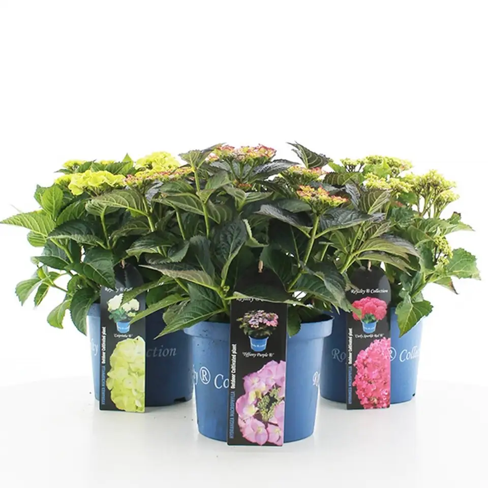 Хортензия D23 H45 - Hydrangea Royal Colection mix