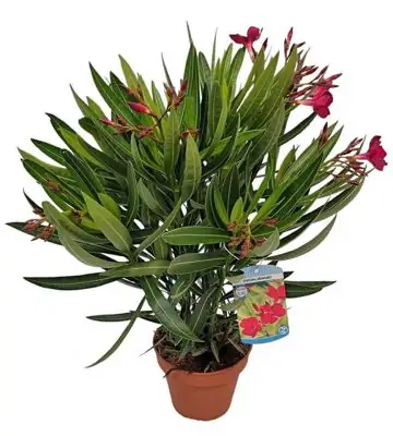 Олеандър D19 H55 - Nerium Oleander Red