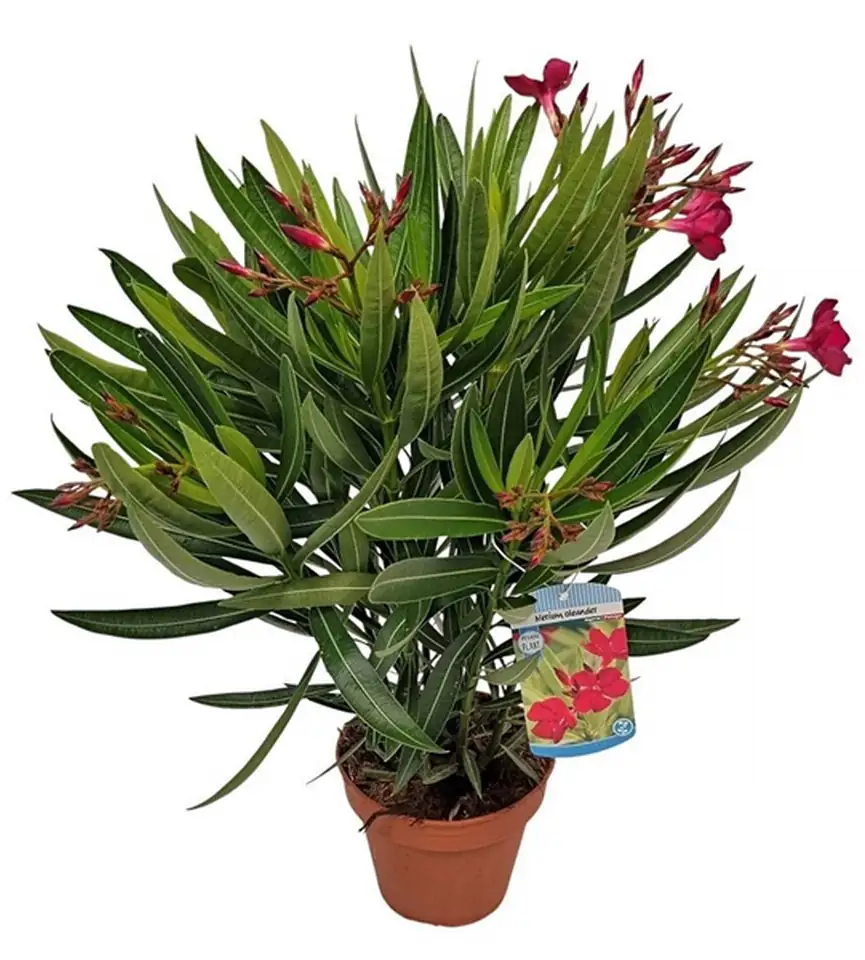 Олеандър D19 H55 - Nerium Oleander Red