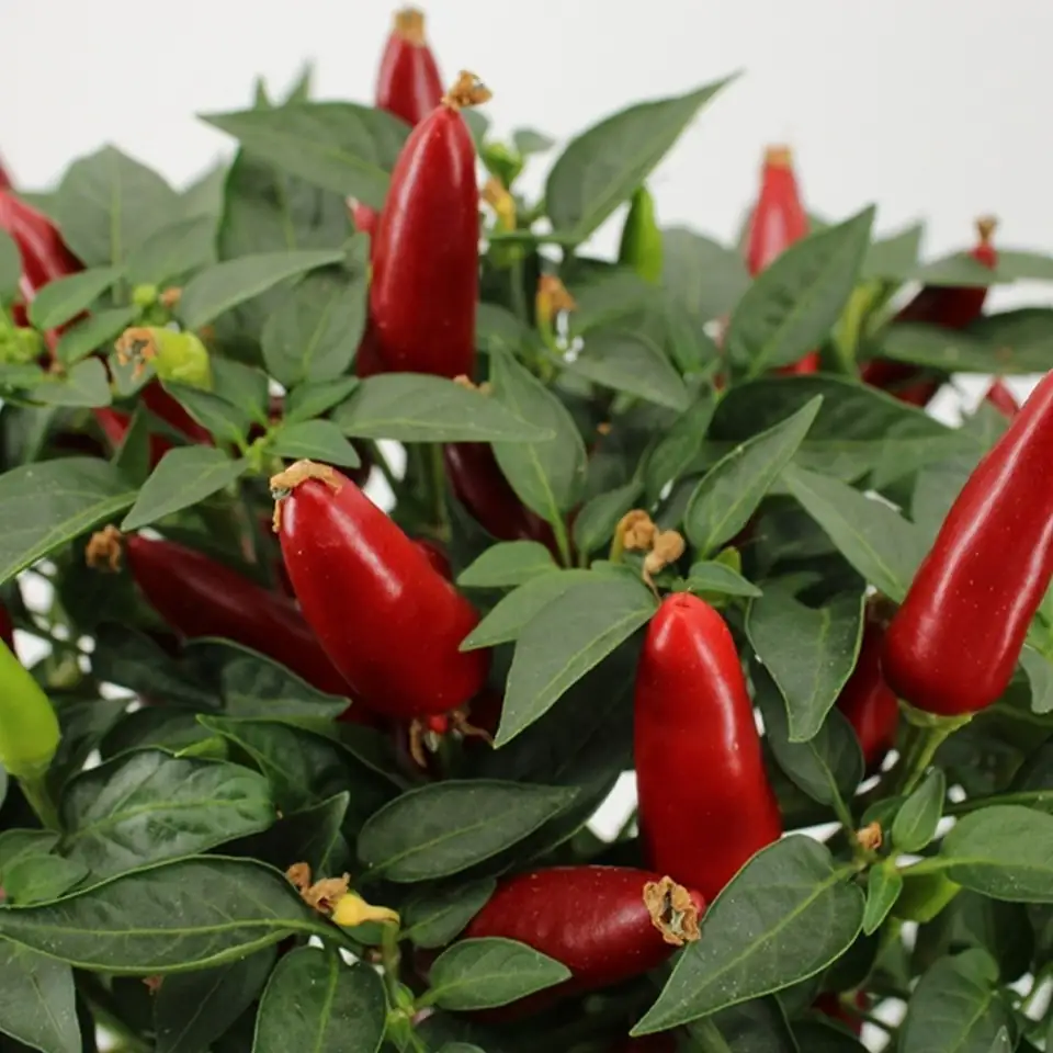 Капсикум D15 H30 - Capsicum Sombrero mix - Image 2