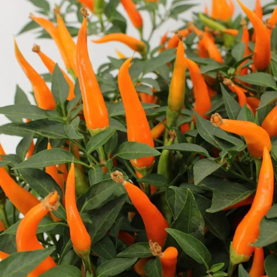 Капсикум D15 H30 - Capsicum Sombrero mix - Image 3