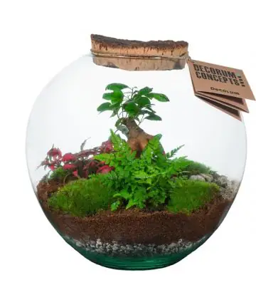 Растения в стъклен съд D27 H35 екосистема - Terrarium
