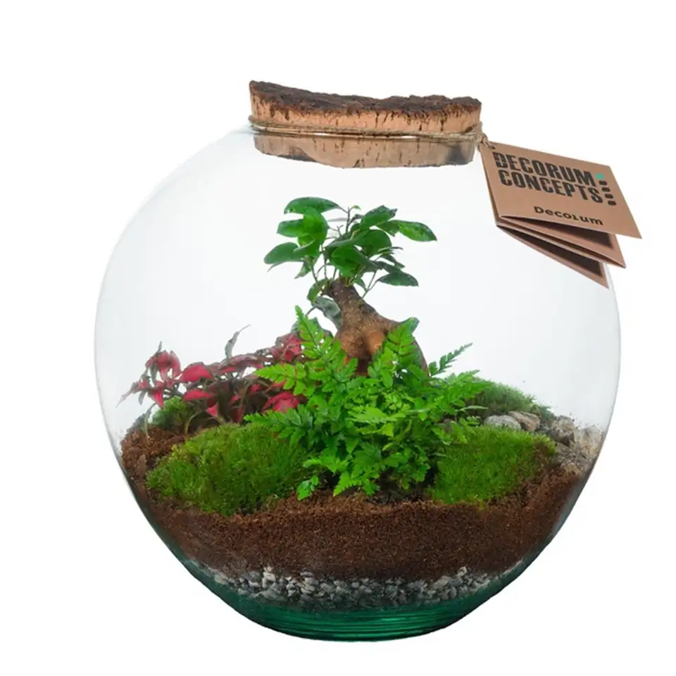 Растения в стъклен съд D27 H35 екосистема - Terrarium