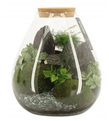 Растения в стъклен съд D26 H30 екосистема - Terrarium