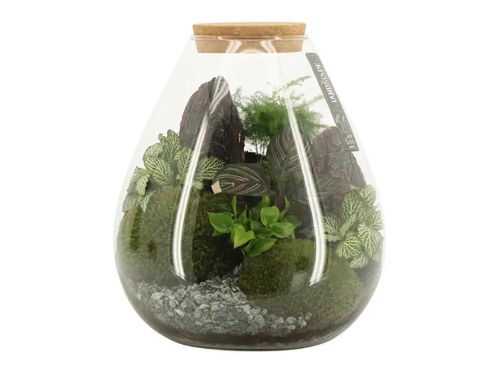 Растения в стъклен съд D26 H30 екосистема - Terrarium