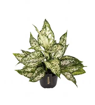 Аглонема D12 H35 - Aglaonema White Kiwi