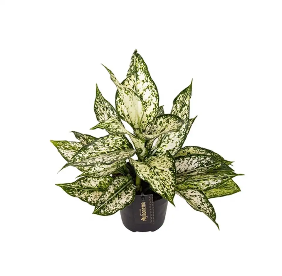 Аглонема D12 H35 - Aglaonema White Kiwi