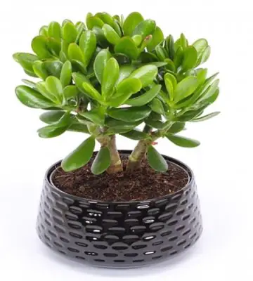 НАЧАЛО 6 Красула в черна керамична кашпа D22 H27 - Crassula in ceramic bowl