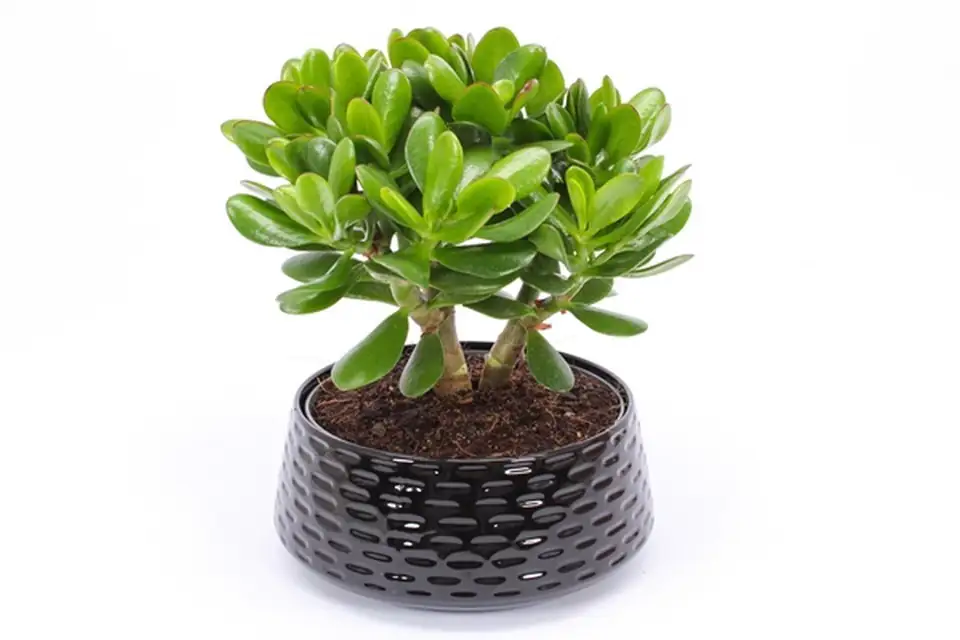 Красула в черна керамична кашпа D22 H27 - Crassula in ceramic bowl 1 Красула в черна керамична кашпа D22 H27 - Crassula in ceramic bowl