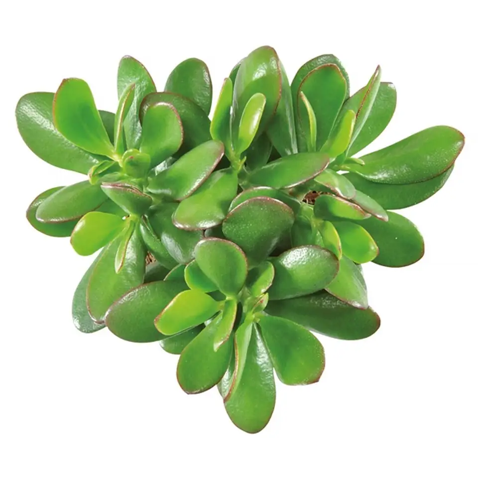 Красула в черна керамична кашпа D22 H27 - Crassula in ceramic bowl 2 Красула в черна керамична кашпа D22 H27 - Crassula in ceramic bowl - Image 2