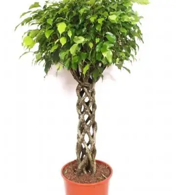 Фикус D30 H150 - Ficus Exotica Koker