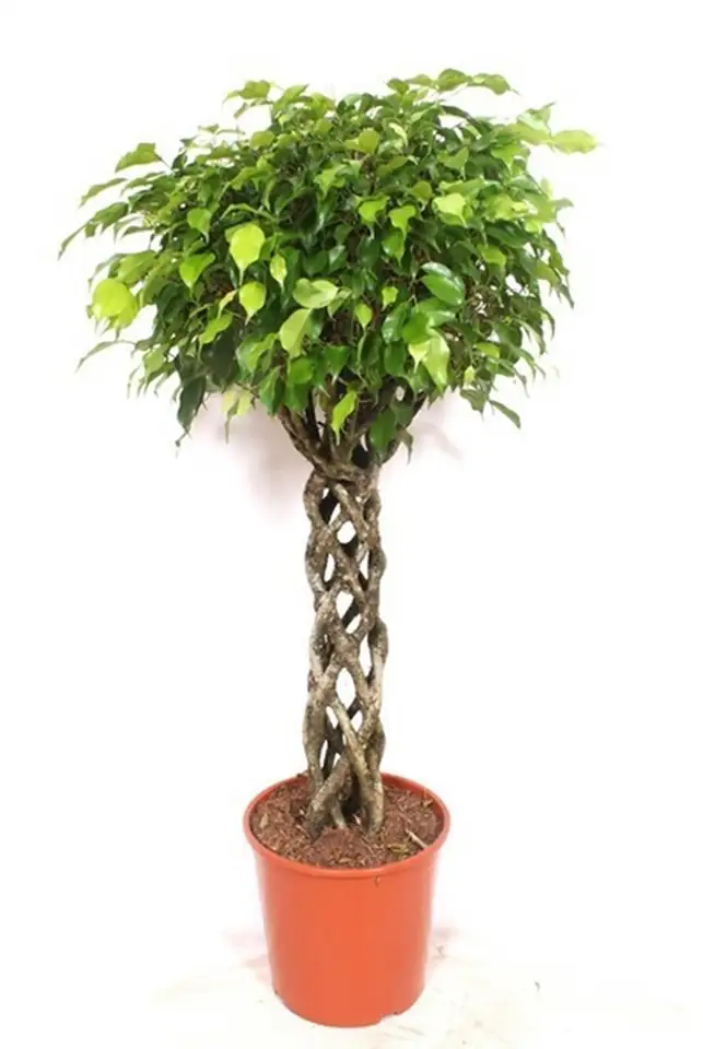 Фикус D30 H150 - Ficus Exotica Koker