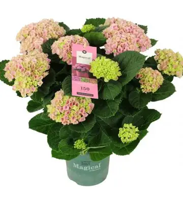 Хортензия D14 H40 - Hydrangea Magical Evolution Pink
