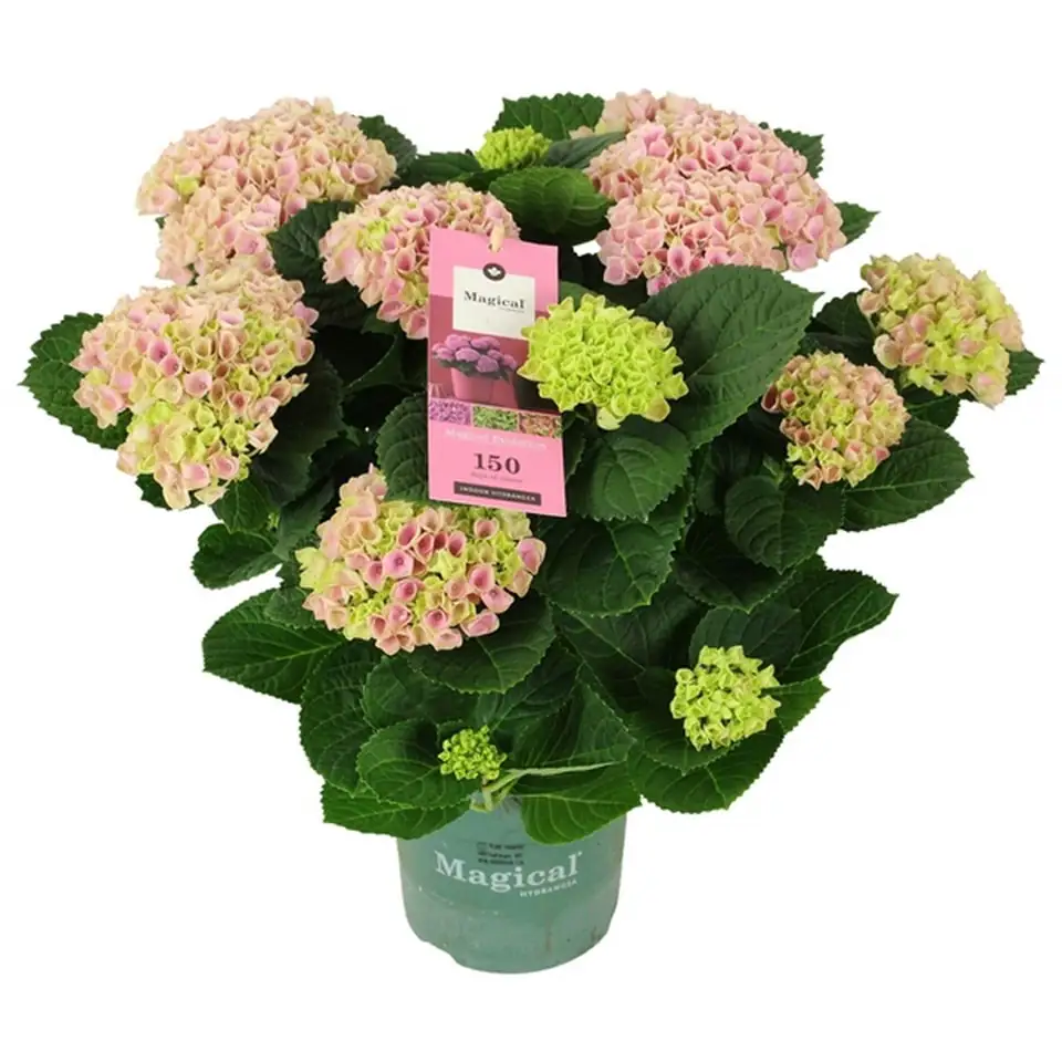 Хортензия D14 H40 - Hydrangea Magical Evolution Pink