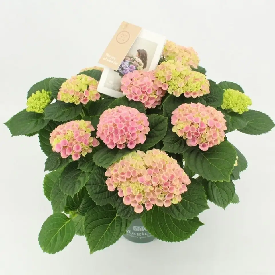 Хортензия D14 H40 - Hydrangea Magical Evolution Pink - Image 2