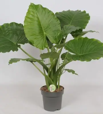 Алоказия D21 H95 - Alocasia gageana California