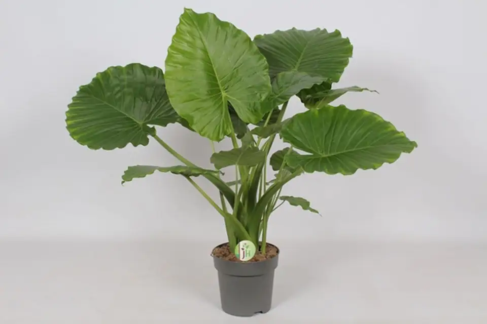 Алоказия D21 H95 - Alocasia gageana California