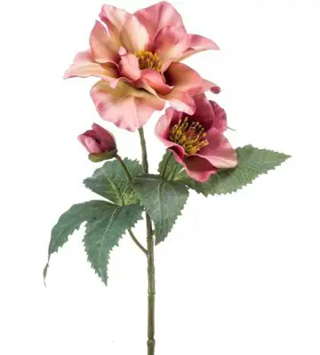 Хелеборус 56см пласт. - Helleborus iced Reims white