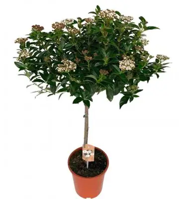Вибурнум D21 H85 - Viburnum Tinus