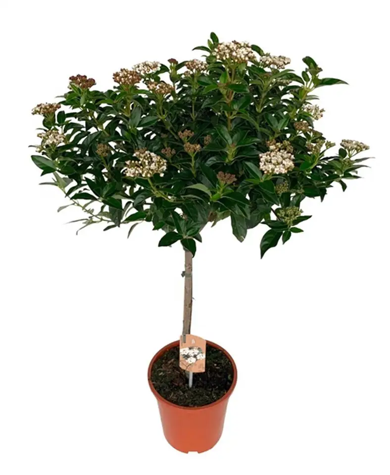 Вибурнум D21 H85 - Viburnum Tinus