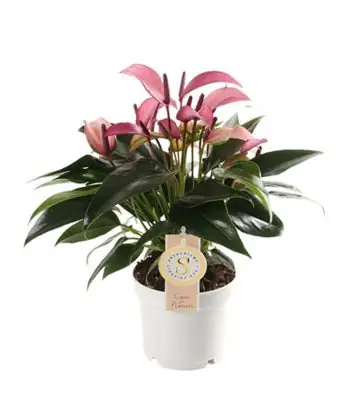 Антуриум D12 H40 - Anthurium Zizou